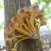 gljive